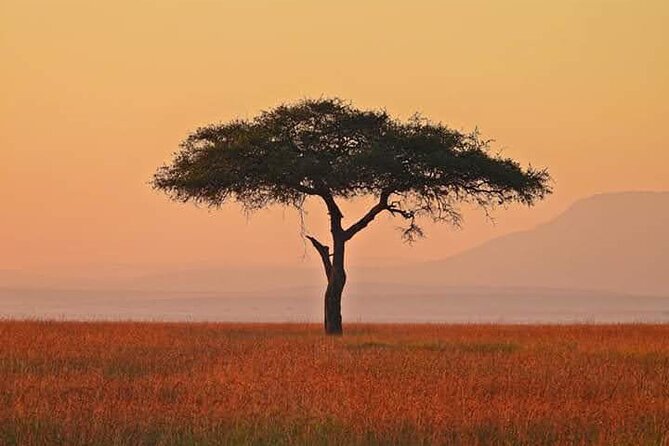 2 Days Amboseli Safari Adventure from Nairobi Classic Game Drives - Who will enjoy this safari most?