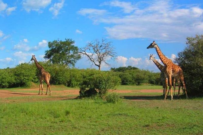 2 Days Amboseli Safari Adventure from Nairobi Classic Game Drives - Game drives from morning to afternoon