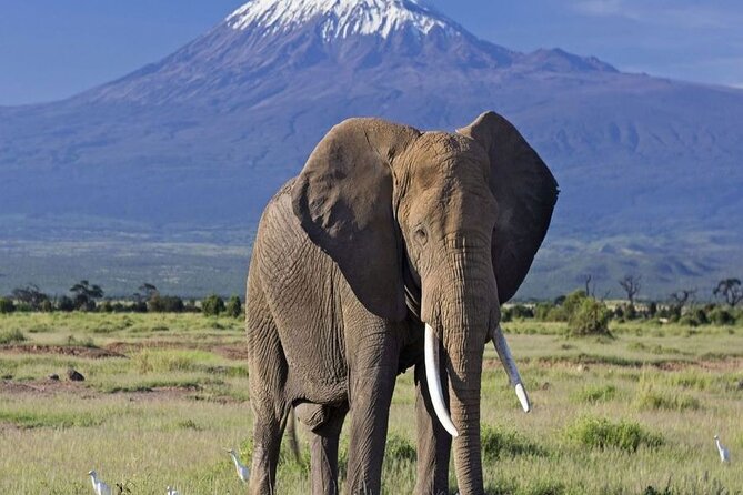 2 Days and 1 Night Amboseli Safari from Nairobi - Leaving Nairobi at 7:30 am
