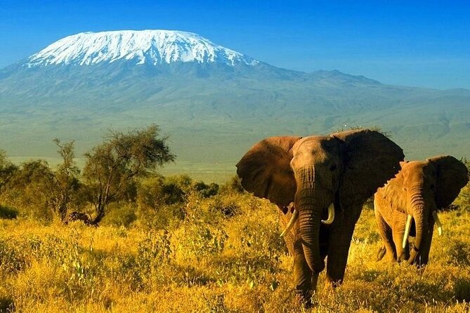 2 Days and 1 Night Amboseli Safari from Nairobi - Choosing Between a Tent and a Lodge