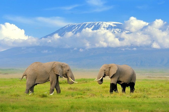 2 days group safari to Amboseli National park (Mon-Wed-Sat only) - Key points to know before you book