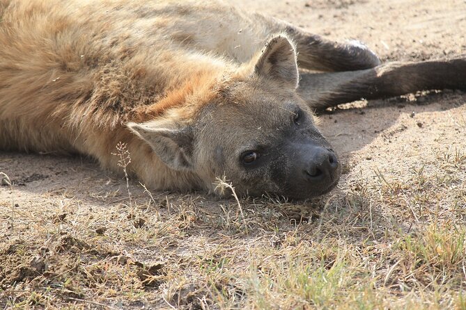 2 days group safari to Amboseli National park (Mon-Wed-Sat only) - A night at AA Amboseli Lodge, Nyati Camp, or a similar property