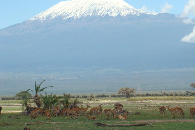 2 days group safari to Amboseli National park (Mon-Wed-Sat only) - The early morning search for predators and grazers