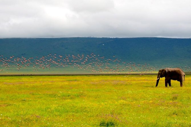 2 days group safari to Amboseli National park (Mon-Wed-Sat only) - Practical details that make the day easier