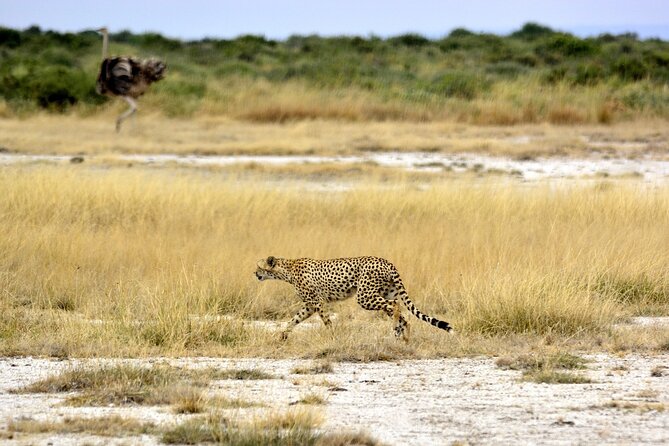 2 days group safari to Amboseli National park (Mon-Wed-Sat only) - Arriving for lunch and the first game drive