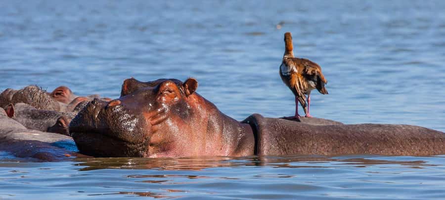 2 Days Group tour to Amboseli Using Landcruiser 4x4 Jeep - Why Amboseli works so well for a short safari