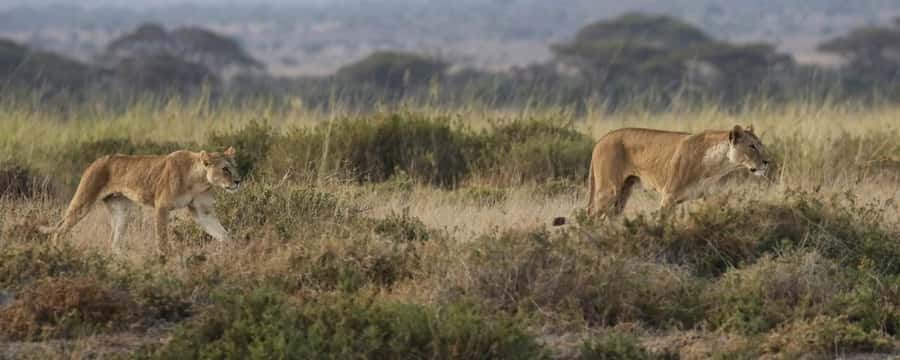 2 Days Group tour to Amboseli Using Landcruiser 4x4 Jeep - The afternoon drive and the Kilimanjaro view