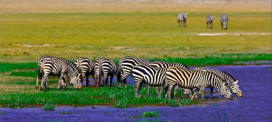 2 Days Group tour to Amboseli Using Landcruiser 4x4 Jeep - Who should book this Amboseli trip