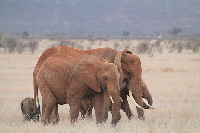 2 Days Kenya Safari special Tsavo East and Taita hills Saltlick from Mombasa - Why this short safari works from Mombasa