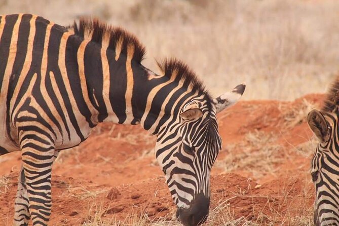 2 Days Kenya Safari special Tsavo East and Taita hills Saltlick from Mombasa - Taita Hills and the Saltlick stop