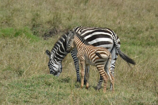 2 Days Kenya Safari special Tsavo East and Taita hills Saltlick from Mombasa - The final drive and return to Mombasa