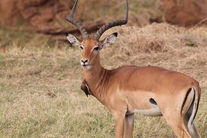2 Days Kenya Safari special Tsavo East and Taita hills Saltlick from Mombasa - Animals, birds, and realistic expectations