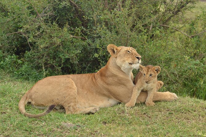 2 Days Kenya Safari special Tsavo East and Taita hills Saltlick from Mombasa - The guide can shape the whole experience