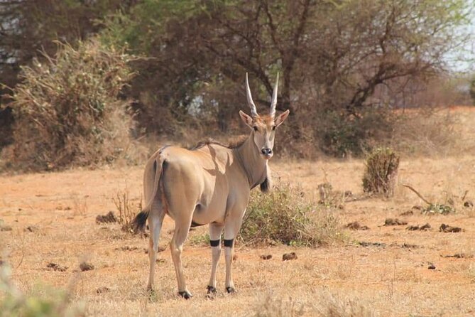 2 Days Kenya Safari special Tsavo East and Taita hills Saltlick from Mombasa - Entering Tsavo East after the early drive