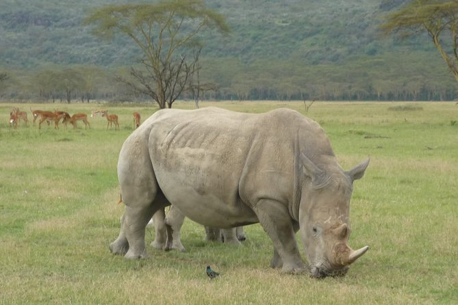 2 Days Lake Nakuru N/P - Why Lake Nakuru works for a short safari