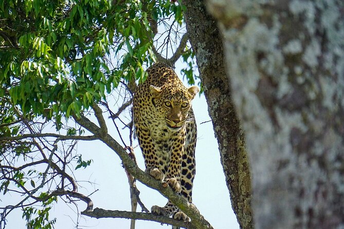 2 Days Masai Mara Private Safari From Nairobi - Leaving Nairobi at 6:00 a.m.