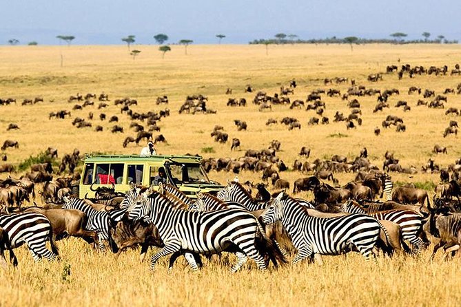 2 Days Masai Mara Private Safari From Nairobi - What you see, and what you may miss