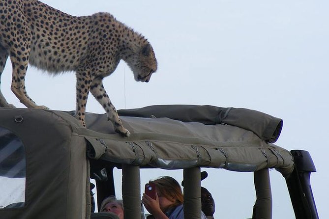 2 Days Masai Mara Private Safari From Nairobi - Budget camp accommodation and meals