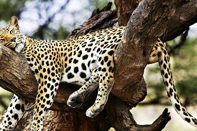 2 Days Masai Mara Private Safari From Nairobi - The $750 price and what is not covered