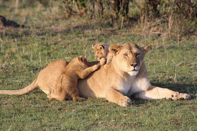 2 Days Masai Mara Private Safari From Nairobi - Practical points before you book