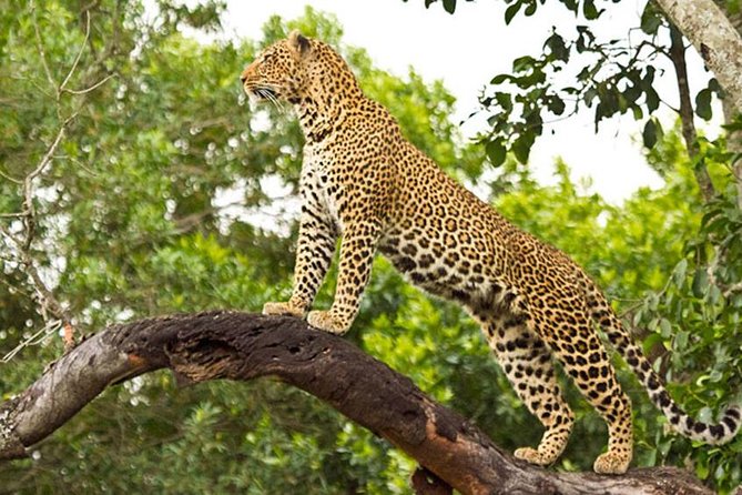 2 Days Masai Mara Private Safari From Nairobi - The first afternoon in Masai Mara