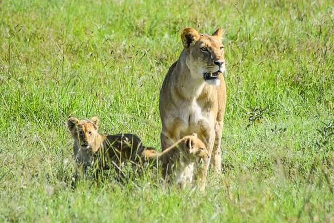 2 Days safari of Masai Mara - Key points at a glance