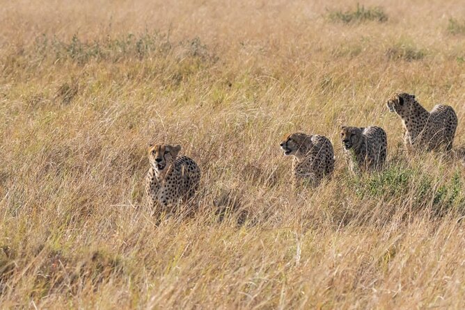 2 Days safari of Masai Mara - What the first afternoon in the reserve feels like
