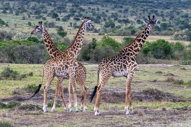 2 Days safari of Masai Mara - Wildlife expectations and guide quality