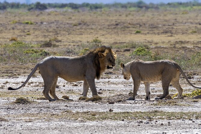 2 Days safari of Masai Mara - Camp life, meals, and included comforts