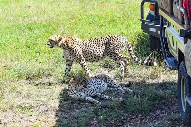 2 Days safari of Masai Mara - The second morning, game drive or balloon flight