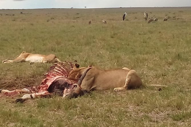 2 Days Safari to Maasai Mara NR - Mid range. - Key Points Before You Book