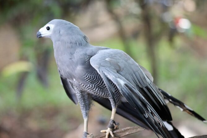 2 Days Safari to Maasai Mara NR - Mid range. - The Afternoon Drive: First Mara Wildlife Search