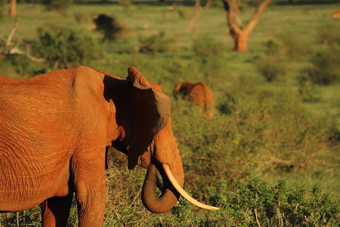 2 Days Safari Tsavo East - Why Tsavo East makes sense from Mombasa