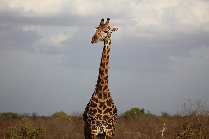 2 Days Safari Tsavo East - The 4 p.m. afternoon drive