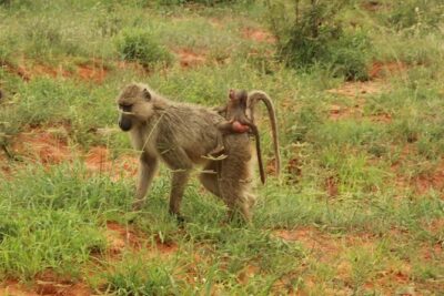 2 Days Safari Tsavo East