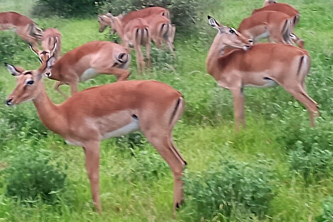 2 Days Safari Tsavo East - The second morning and the return toward the coast