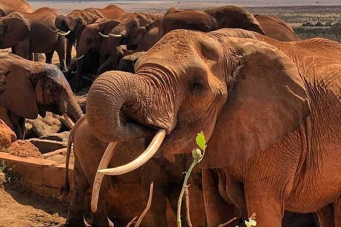 2 Days Safari Tsavo East - Private safari or group tour?