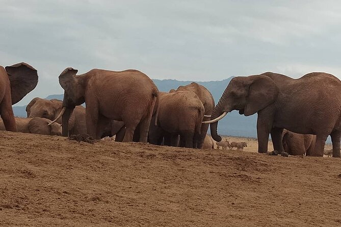 2 Days Safari Tsavo East - Meals, water, and the lodge stay