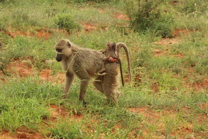 2 Days Safari Tsavo East - The 6 a.m. departure from Mombasa