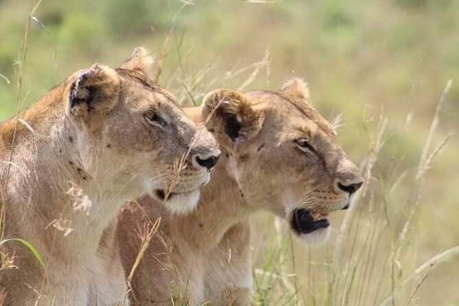 2 Days Salt Lick Safari Tour - Key points before you book