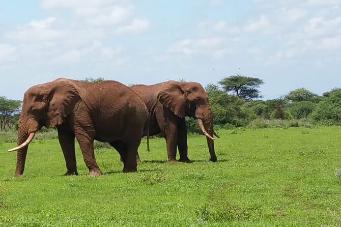 2 Days Salt Lick Safari Tour - From Mombasa to the Taita Hills