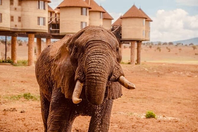 2 Days Salt Lick Safari Tour - Taita Hills Wildlife Sanctuary and its 100 square kilometres