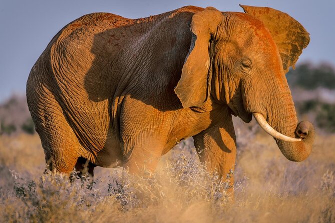 2 Days Tsavo East and Ngutuni Sanctuary starting from Mombasa. - Key points to know before booking