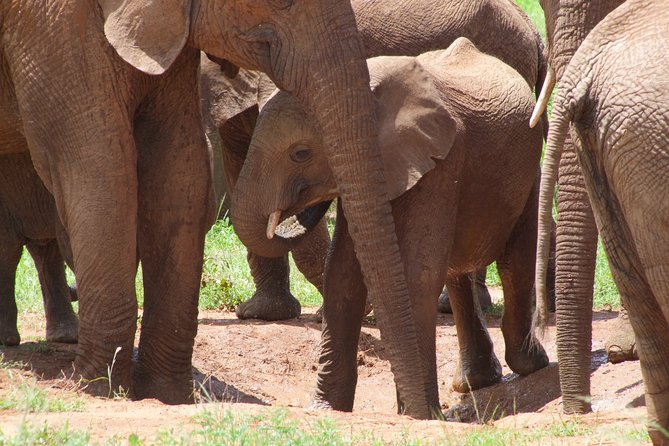 2 Days Tsavo East and Ngutuni Sanctuary starting from Mombasa. - Why this two-day safari works from Mombasa