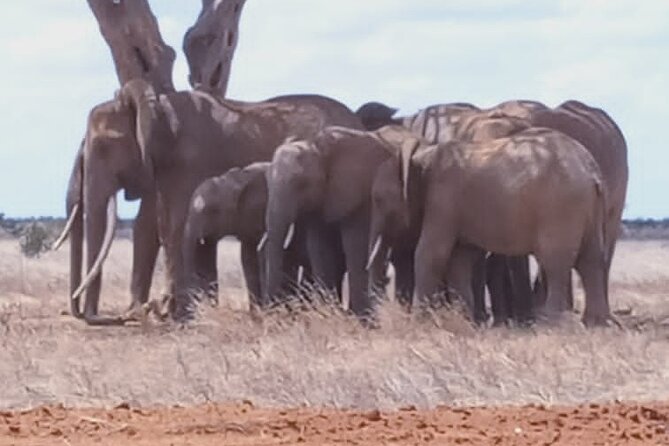 2 Days Tsavo East and Ngutuni Sanctuary starting from Mombasa. - Lunch and the overnight at Ngutuni Lodge