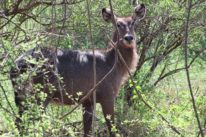 2 Days Tsavo East and Ngutuni Sanctuary starting from Mombasa. - The afternoon drive and Tsavo’s big animals