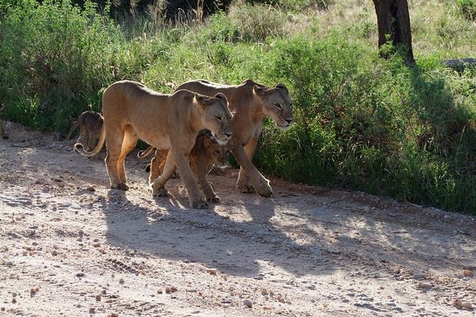 2 Days Tsavo East and Ngutuni Sanctuary starting from Mombasa. - Why the dawn drive is worth the early alarm