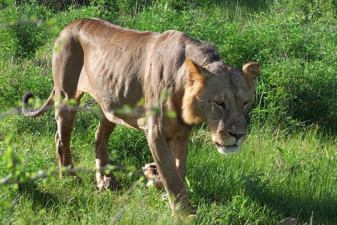 2 Days Tsavo East and Ngutuni Sanctuary starting from Mombasa. - Mid-morning wildlife at Ngutuni Sanctuary