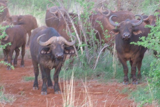 2 Days Tsavo East and Ngutuni Sanctuary starting from Mombasa. - Entering Tsavo East before lunch