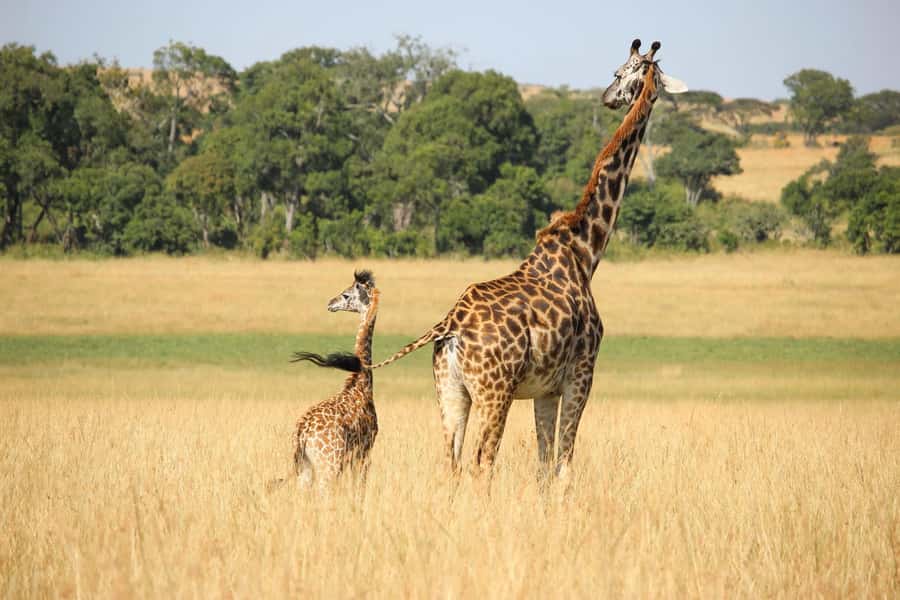 2 days Tsavo East and saltlick safari from Diani/Mombasa - Salt Lick Safari Lodge on stilts
